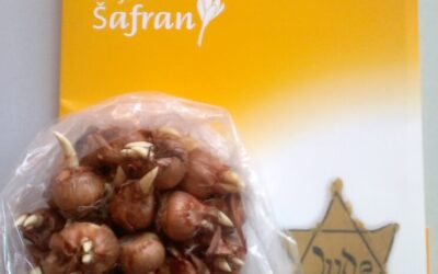 Projekt „Šafran”