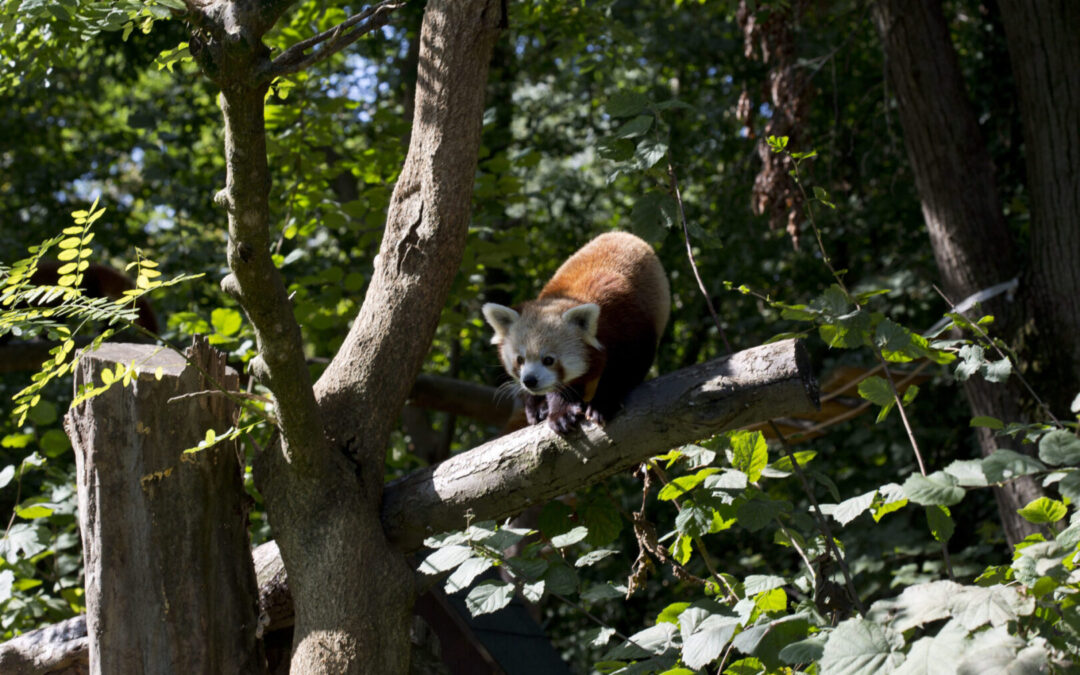 I mali i veliki uživali u ZOO-u: Drugaši proslavili Dan životinja uz crvene pande i merkate!