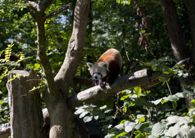 I mali i veliki uživali u ZOO-u: Drugaši proslavili Dan životinja uz crvene pande i merkate!